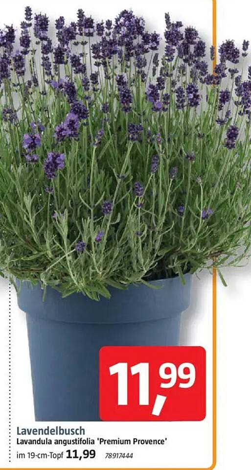Lavendelbusch Lavandula angustifolia 'Premium Provence' im 19-cm-Topf