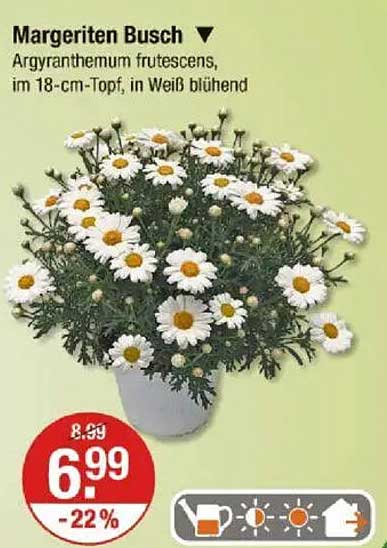Margeriten Busch - Argyranthemum frutescens, im 18-cm-Topf, in Weiß blühend