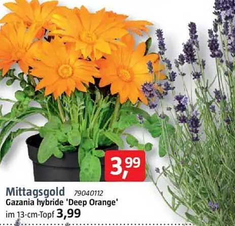 Mittagsgold Gazania hybride 'Deep Orange' im 13-cm-Topf