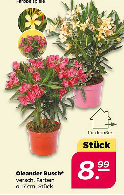 Oleander Busch - verschiedene Farben
