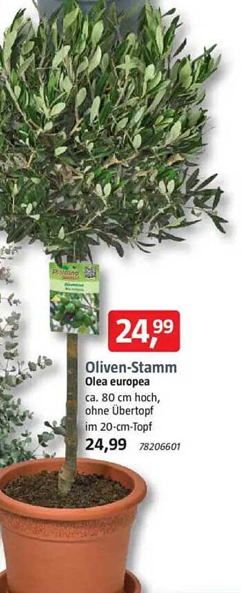 Oliven-Stamm Olea europea ca. 80 cm hoch, ohne Übertopf im 20-cm-Topf