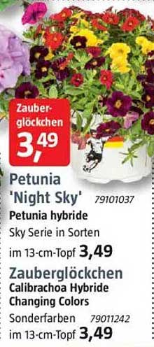 Petunia 'Night Sky' und Zauberglöckchen im 13-cm-Topf für je 3,49 €