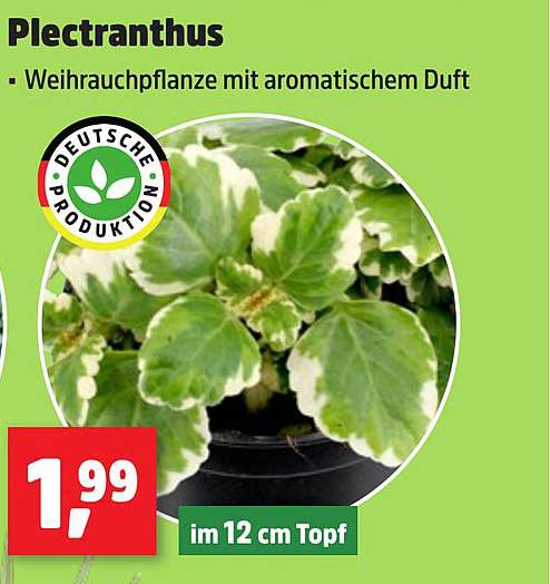 Plectranthus - Weihrauchpflanze mit aromatischem Duft