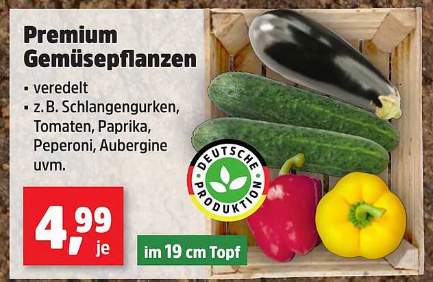 Premium Gemüsepflanzen