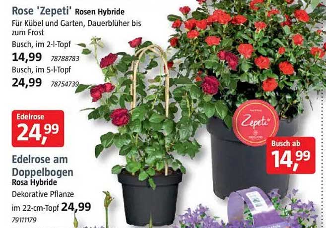 Rose 'Zepeti' Rosen Hybride