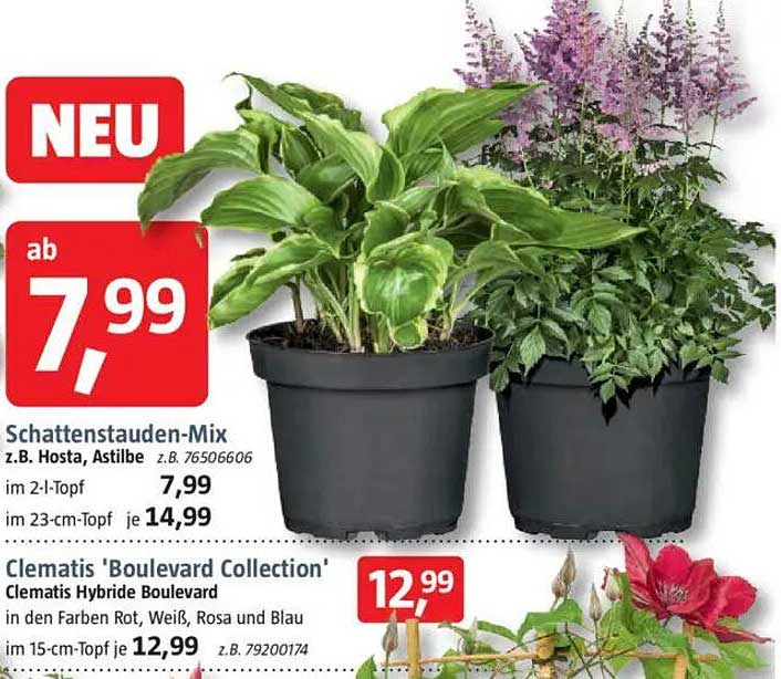 Schattenstauden-Mix - z.B. Hosta, Astilbe