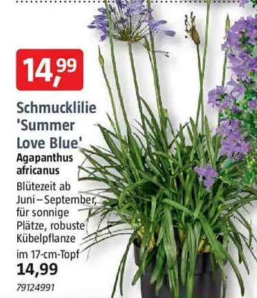 Schmucklilie 'Summer Love Blue' - Agapanthus africanus