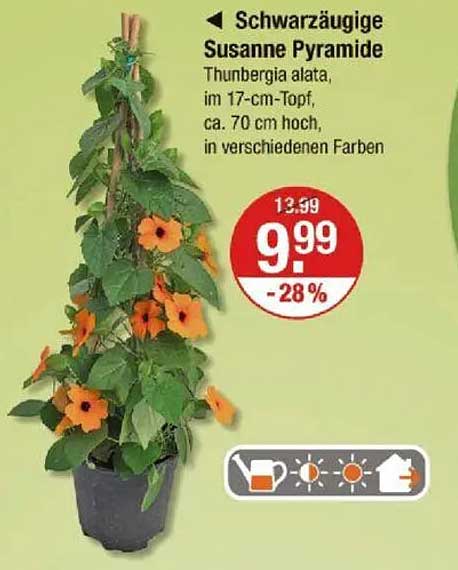 Schwarzäugige Susanne Pyramide - Thunbergia alata