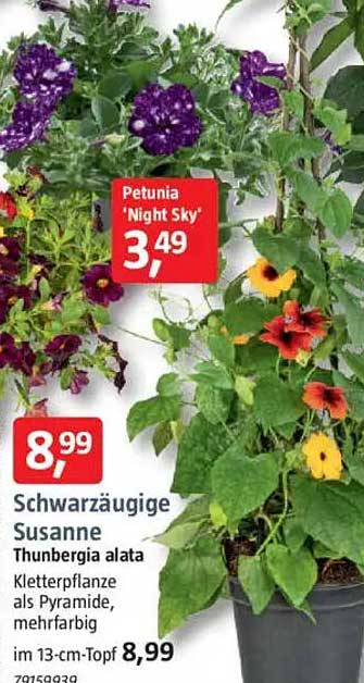 Schwarzäugige Susanne Thunbergia alata im 13-cm-Topf für 8,99 €