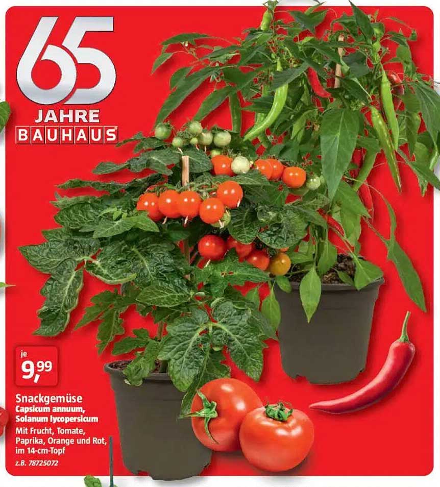 Snackgemüse Capsicum annuum, Solanum lycopersicum mit Frucht: Tomate, Paprika, Orange und Rot, im 14-cm-Topf