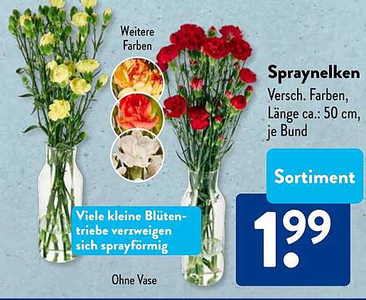 Spraynelken in verschiedenen Farben – je Bund für nur 1,99 €
