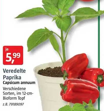 Veredelte Paprika - Capsicum annuum im 12-cm-Bioform Topf