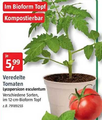 Veredelte Tomaten im Bioform Topf - Kompostierbar