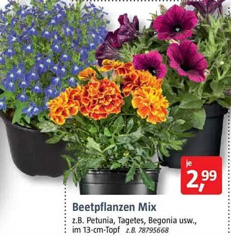 Beetpflanzen Mix - z.B. Petunia, Tagetes, Begonia usw.