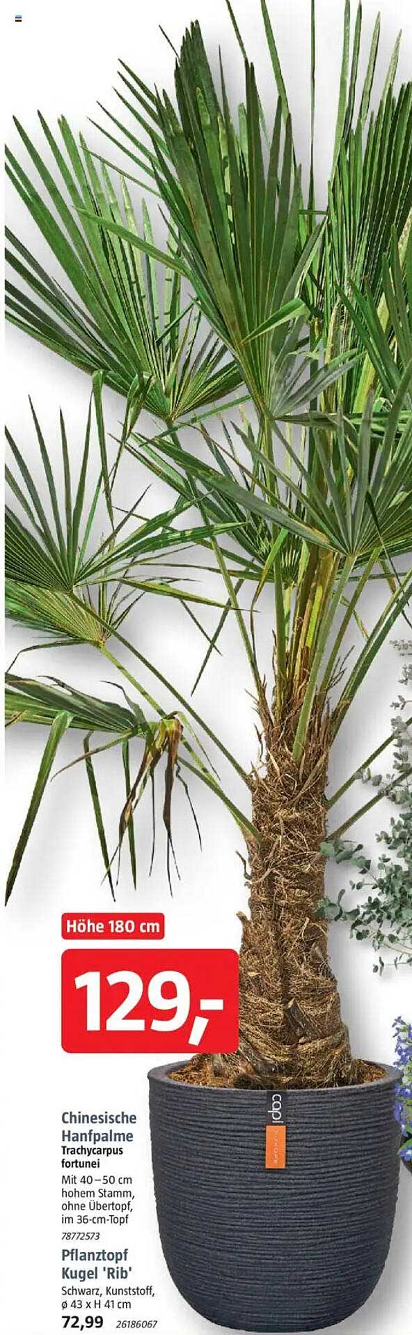 Chinesische Hanfpalme Trachycarpus fortunei