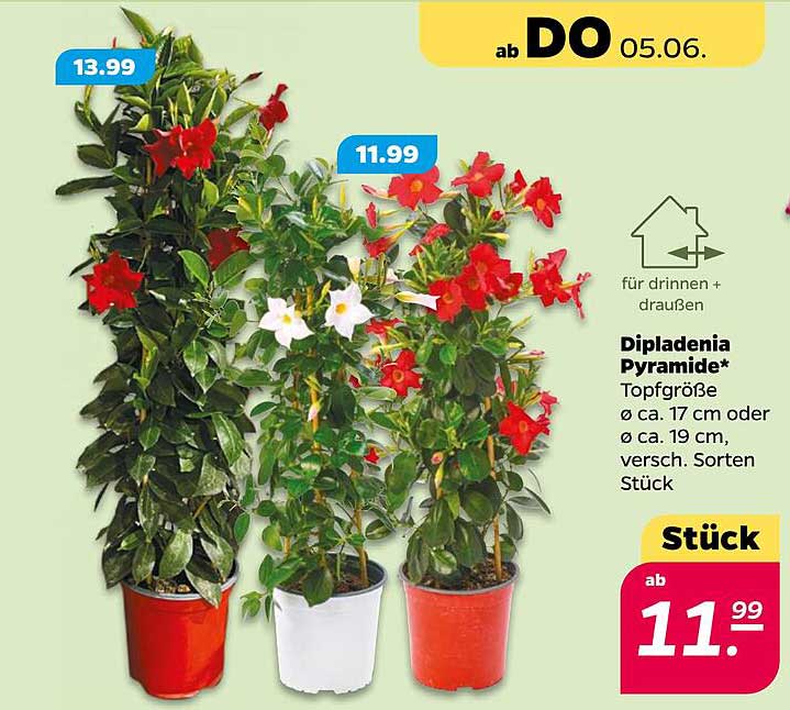 Dipladenia Pyramide* - ab 05.06.