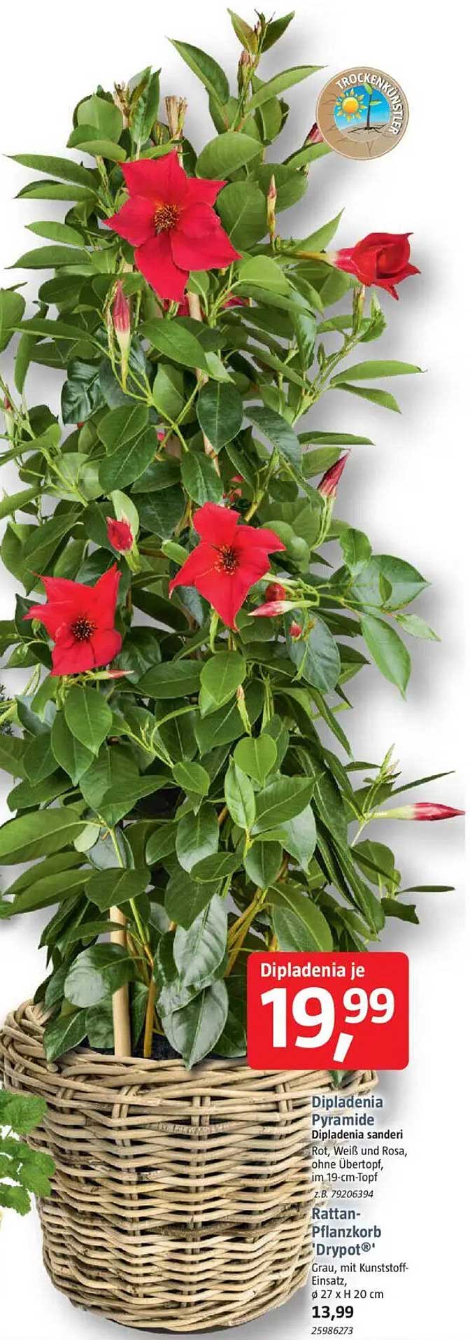 Dipladenia Pyramide - Dipladenia sanderi in den Farben Rot, Weiß und Rosa