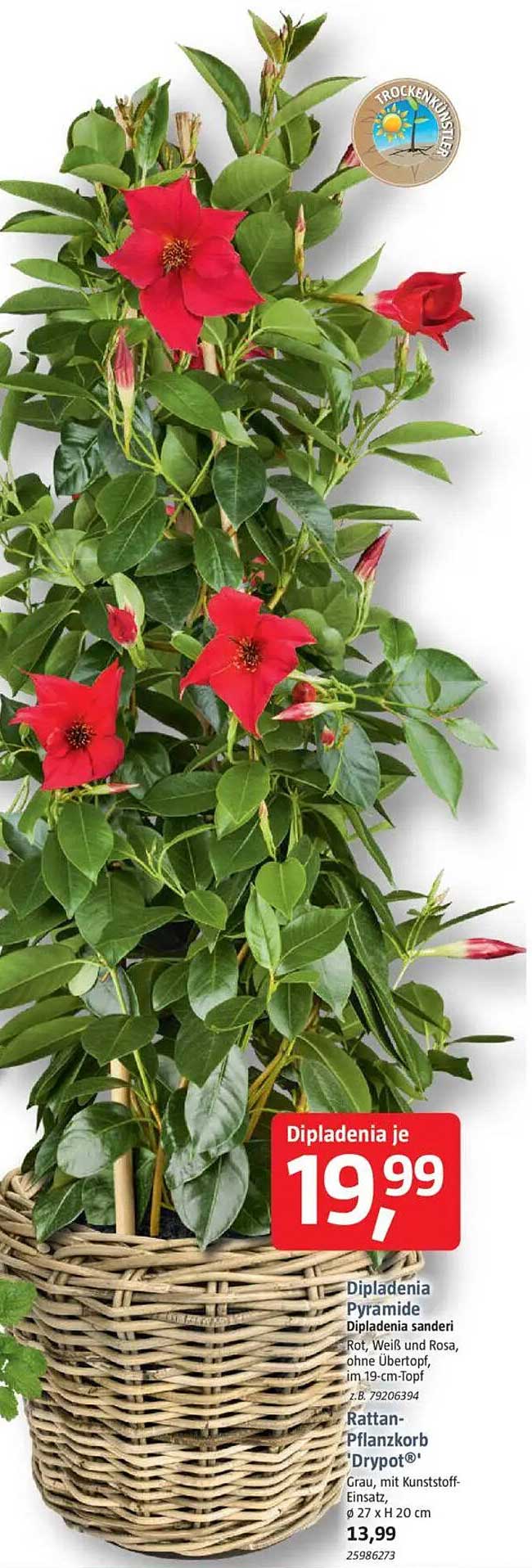 Dipladenia-Pyramide Rot