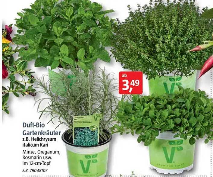 Duft-Bio Gartenkräuter z.B. Helichrysum italicum Kari