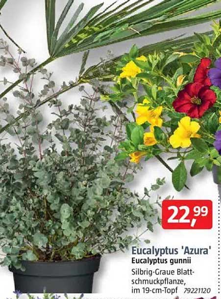 Eucalyptus 'Azura' Eucalyptus gunnii - Silbrige Graue Blattschmuckpflanze im 19-cm-Topf