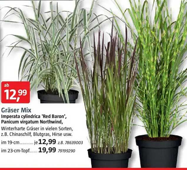Gräser Mix - Imperata cylindrica 'Red Baron', Panicum virgatum Northwind