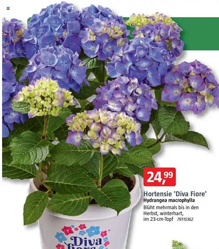 Hortensie 'Diva Fiore' - Hydrangea macrophylla