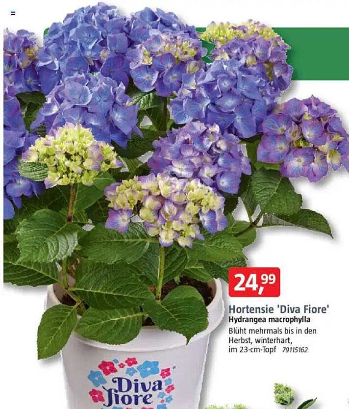 Hortensie 'Diva Fiore' - Hydrangea macrophylla im 23-cm-Topf