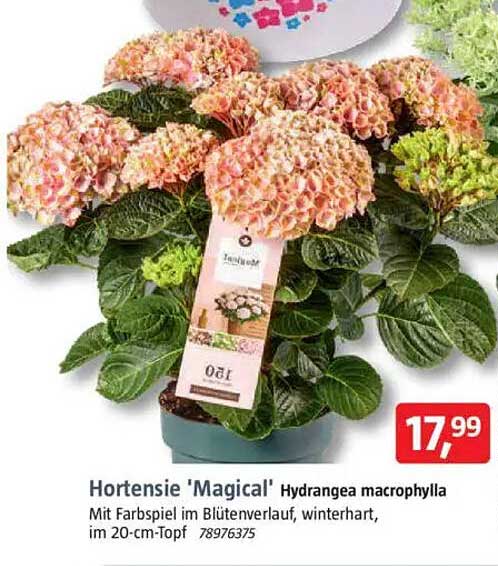 Hortensie 'Magical' Hydrangea macrophylla