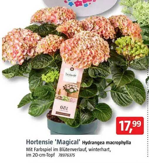 Hortensie 'Magical' Hydrangea macrophylla