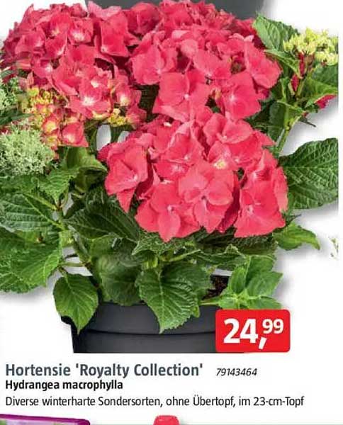 Hortensie 'Royalty Collection' - Hydrangea macrophylla