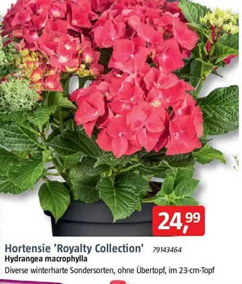 Hortensie 'Royalty Collection' - Hydrangea macrophylla