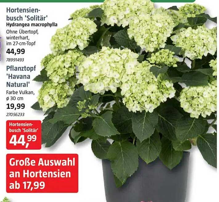 Hortensien-busch 'Solitär' Hydrangea macrophylla