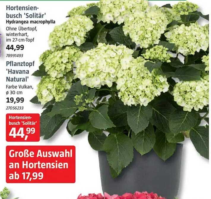 Hortensienbusch 'Solitär' - Hydrangea macrophylla