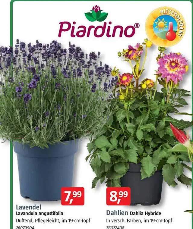 Lavendel Lavandula angustifolia – Duftend und pflegeleicht!