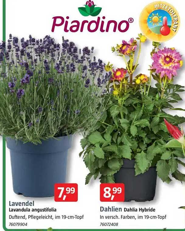 Lavendel (Lavandula angustifolia) im 19-cm-Topf – Pflegeleicht und duftend