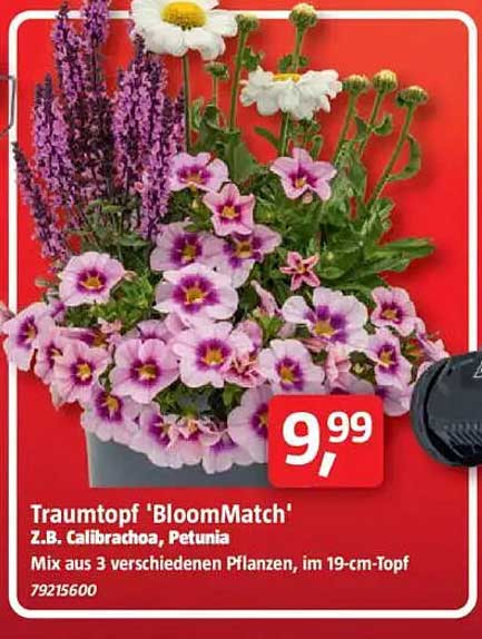 Traumtopf 'BloomMatch' Z.B. Calibrachoa, Petunia