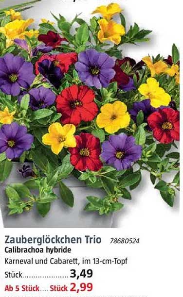 Zauberglöckchen Trio - Calibrachoa hybride im 13-cm-Topf