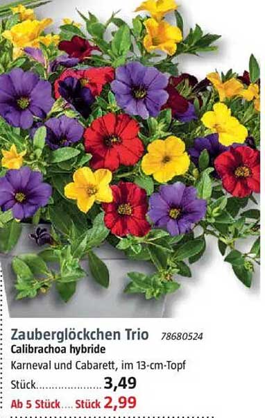 Zauberglöckchen Trio Calibrachoa hybride im 13-cm-Topf