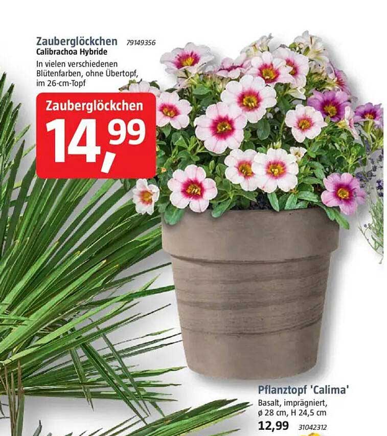 Zauberglocken Calibrachoa Hybride in 26-cm-Topf