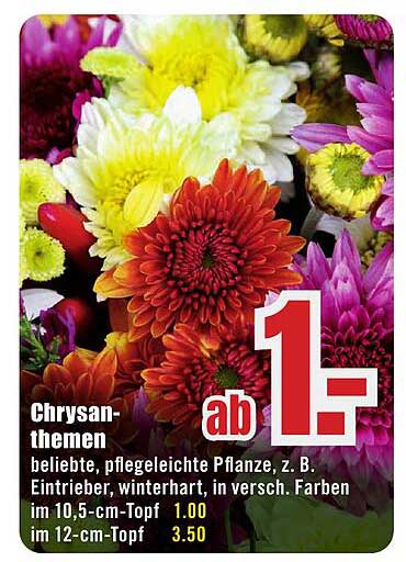 Chrysanthemen - beliebte, pflegeleichte Pflanzen in verschiedenen Farben