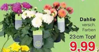 Dahlie verschiedene Farben 23 cm Topf