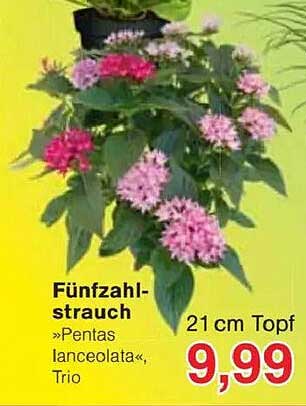 Fünfzahlstrauch »Pentas lanceolata«, Trio