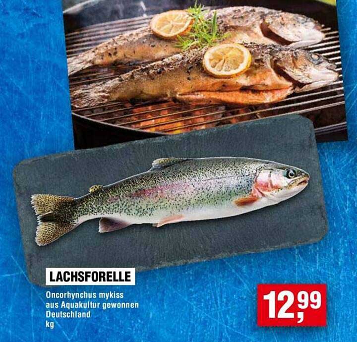 Lachsforelle Oncorhynchus mykiss aus Aquakultur gewonnen