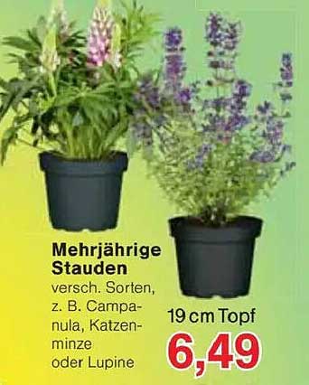 Mehrjährige Stauden - Verschiedene Sorten in 19 cm Töpfen