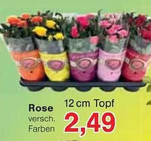 Rose 12 cm Topf verschied. Farben