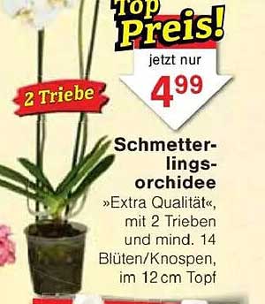 Schmetterlingsorchidee - Extra Qualität mit 2 Trieben