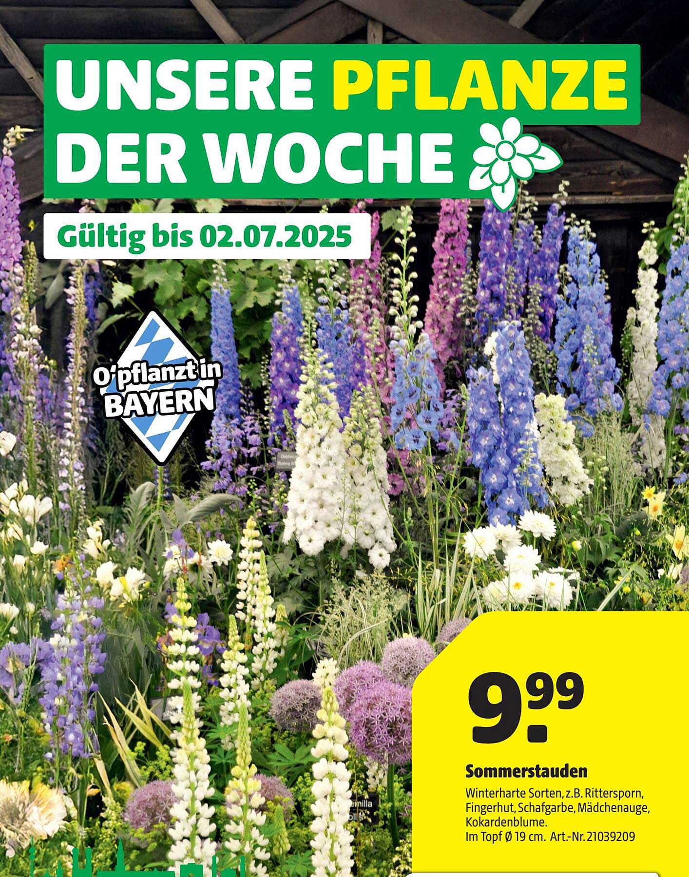 Sommerstauden - Winterharte Sorten wie Rittersporn, Fingerhut und mehr