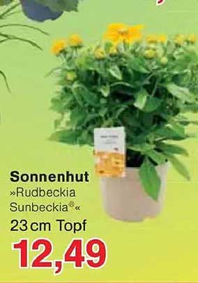Sonnenhut »Rudbeckia Sunbeckia« 23 cm Topf