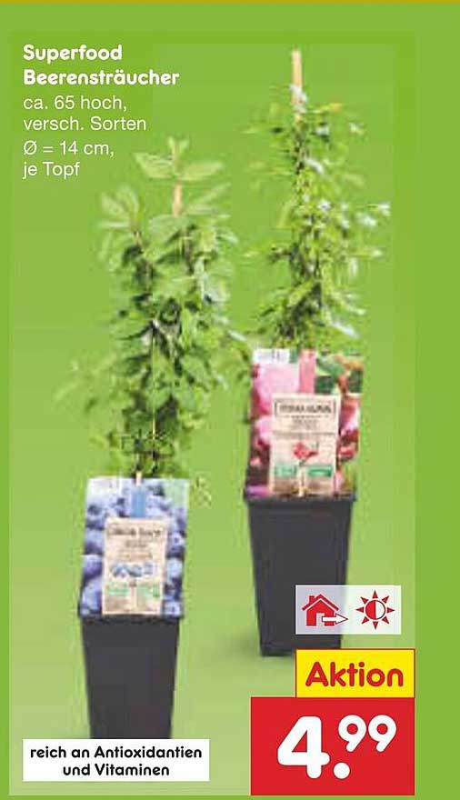 Superfood Beerensträucher