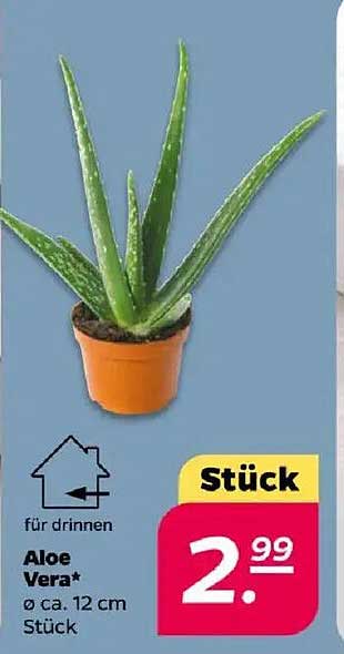 Aloe Vera Pflanze - Ø ca. 12 cm - nur 2,99 €